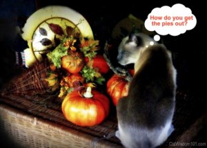 cat-pumpkin-joke-cute-halloween
