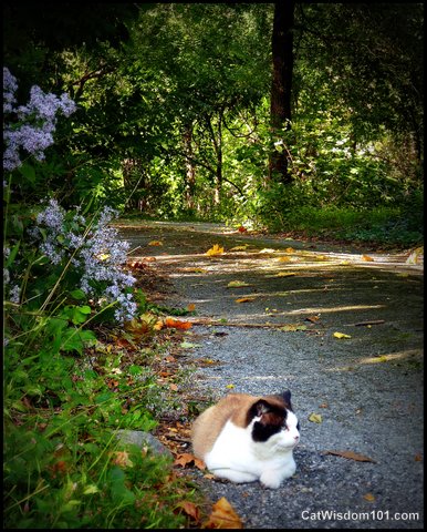 cat-roadside-garden