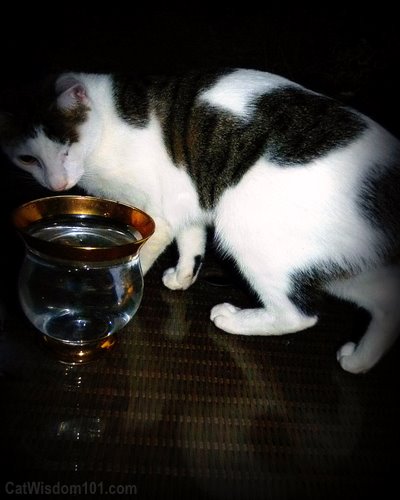 cat-water-drinking-cat wisdom 101