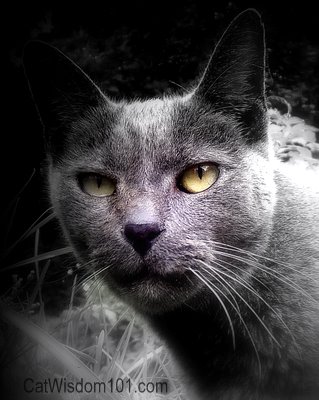 cat wisdom 101-gris gris