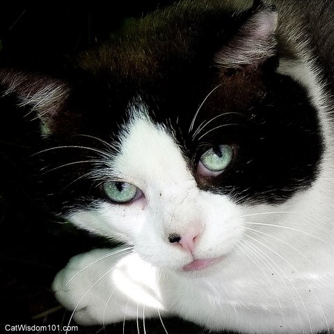 cats eyes-soul-portrait-art