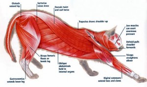 feline-anatomy-muscle-groups