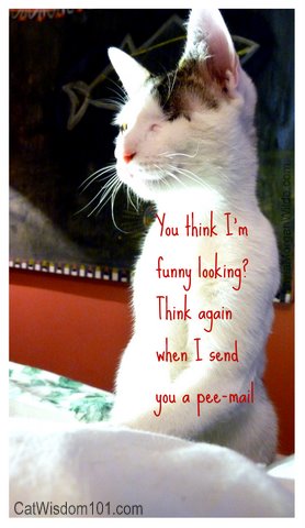 funny-cat-pee-mail