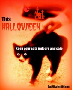 halloween-cat-safety-poster-cat wisdom 101