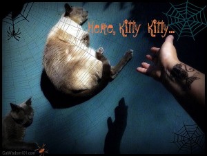 here kitty kitty-cats-halloween-cattoo-