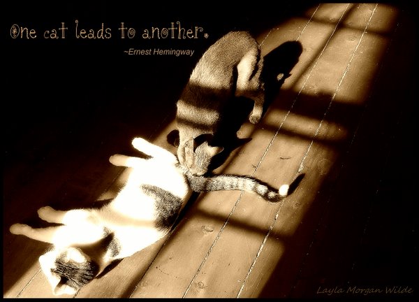 one cat leads to another-hemingway-quote-cat wisdom 101