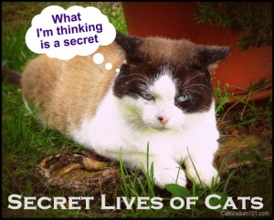 secret lives of cats-catwisdom101-humor