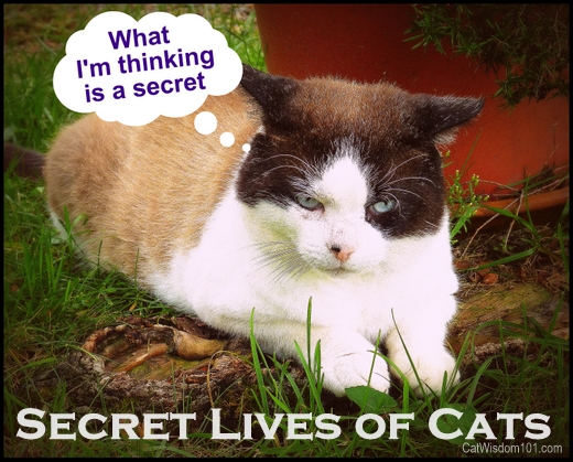 secret lives of cats-catwisdom101-humor