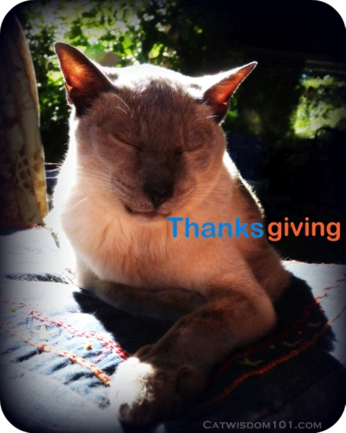 thanksgiving-gratitude-cat-merlin
