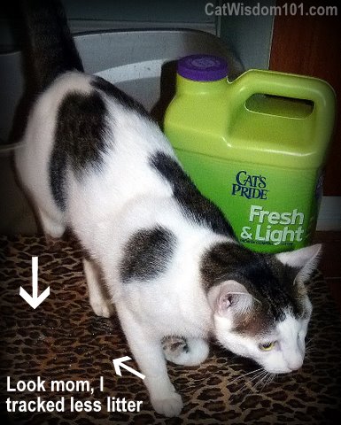 tracking-fresh & clean litter-cat's pride-cat wisdom 101