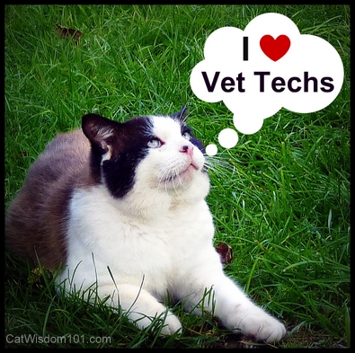 vet tech-appreciation week-cat