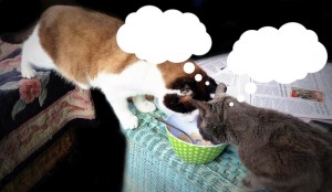 cat caption cartoon contest-cat wisdom 101-got milk