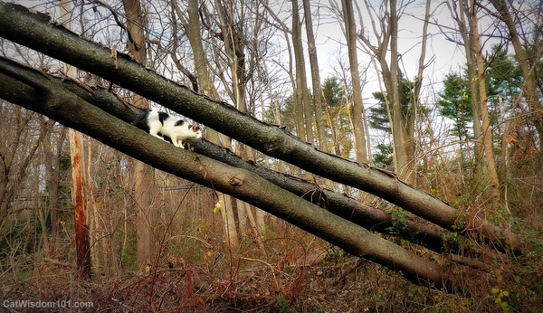 cat-logs-agility-odin-kitty olympics
