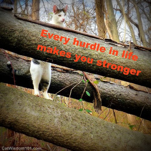 cat-quote-every hurdle makes you stronger-parkour