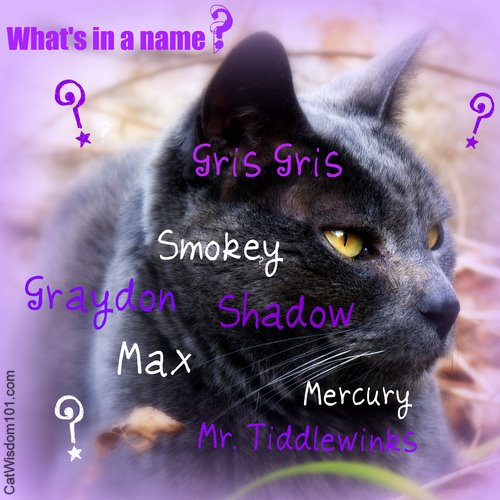 1-what's in a name-numerology-cats-cat wisdom 101