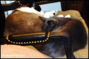 2 cats-napping-formerly feral-cat wisdom 101.com-