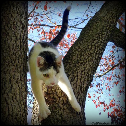 CAT-TREE-CLIMBING-CAT WISDOM 101