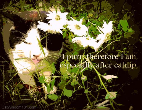 Cat -catnip-domino-feral-humor-quote