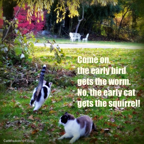 Cats-hunting-garden-cat wisdom 101