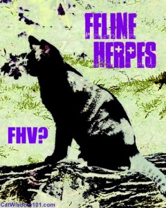 FHV-feline-herpes-cat wisdom 101-