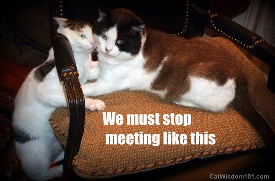 LOL cats-we must stop meeting like this- cat wisdom 101