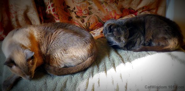Love-cats-friends-napping-sun-puddle