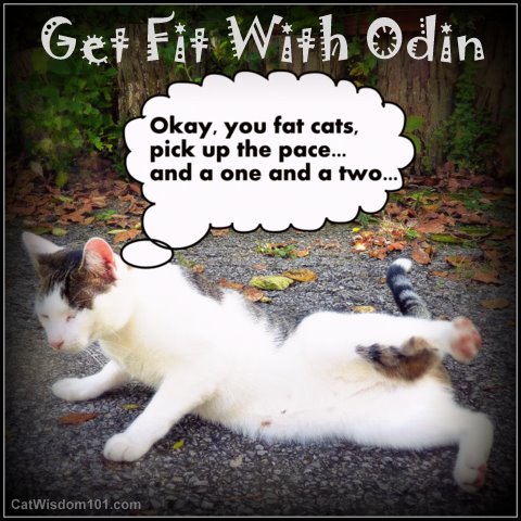 Fat Cats Get Fit with odin-funny cat