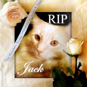 RIP-JFK- Jack the cat-cat wisdom 101-memorial