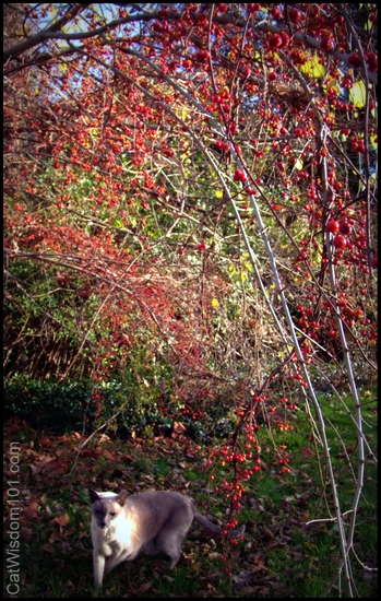 Zen-cat-autumn-berries-art-siamese