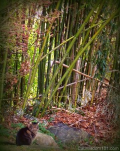 Zen cat-bamboo-art-cat wisdom 101