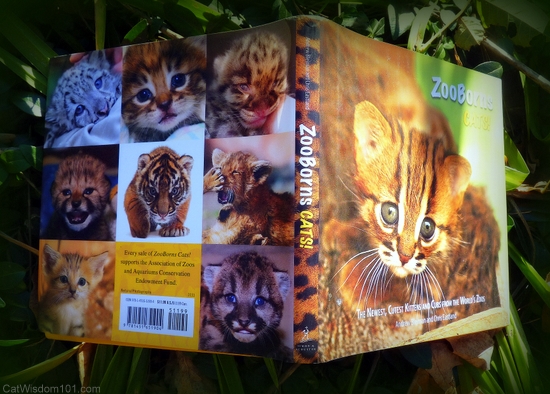 ZooBorns Cats!-review-cat wisdom 101