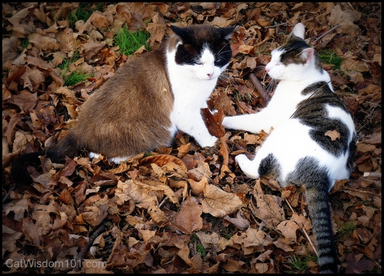 autumn leaves-cats-fine art photography-Layla Morgan Wilde