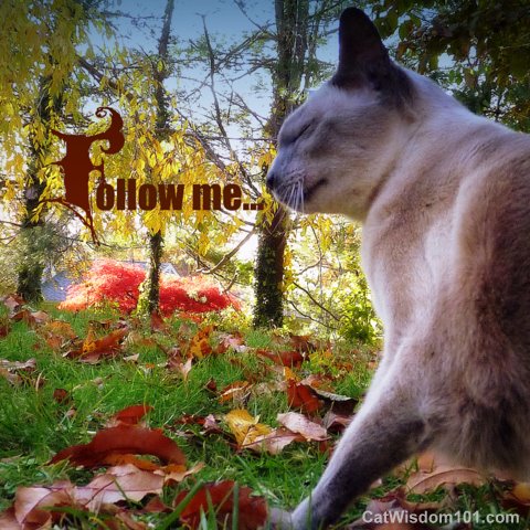 cat-autumn-leaves-follow me-siamese