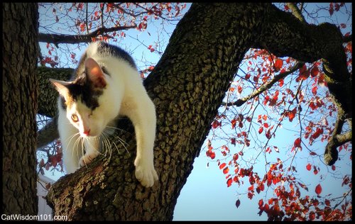 cat climbing tree-art