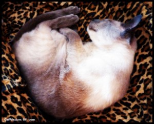 cat napping-siamese-cat wisdom 101