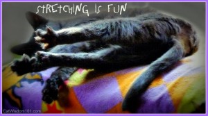cat stretch-exercise fun-catwisdom101