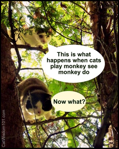 cats-cartoon-funny-tree-monkey see monkey do