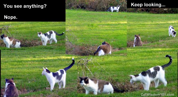cats-hunting-montage-cat wisdom 101