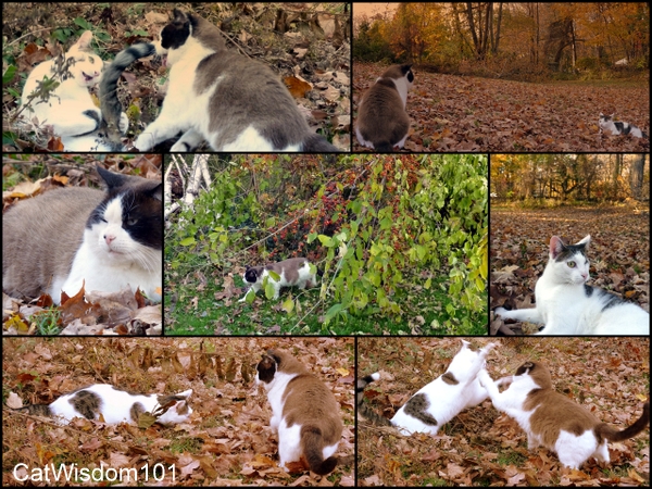 cats-playing-autumn leaves-cat wisdom 101