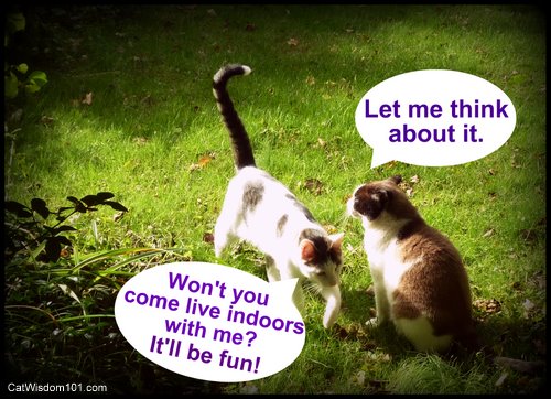 cats-talking-humor