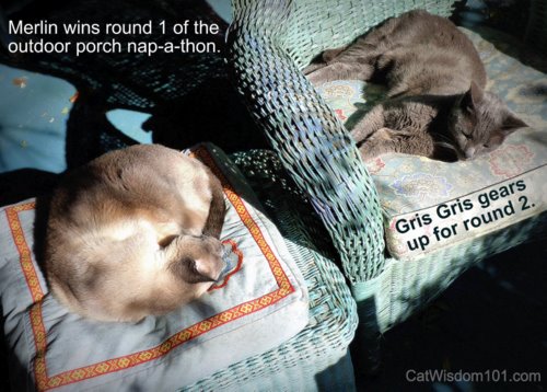 caturday -cats- nap a thon