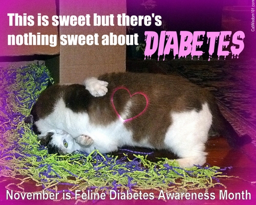 diabetes awareness month-cats