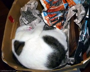 feline-cat nap-box-funny