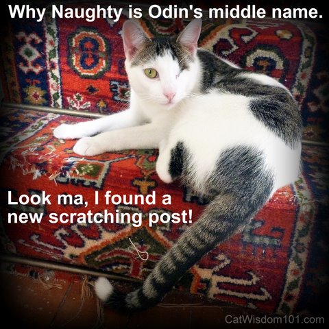 feline fun-naughty kitty- cat wisdom 101