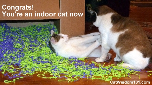 feral cat-indoors-cute-odin-domino