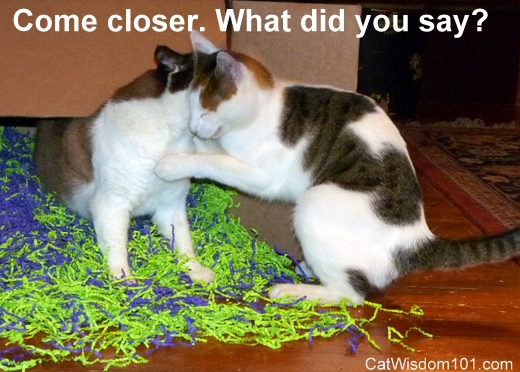 feral cat- palying-come closer-funny-