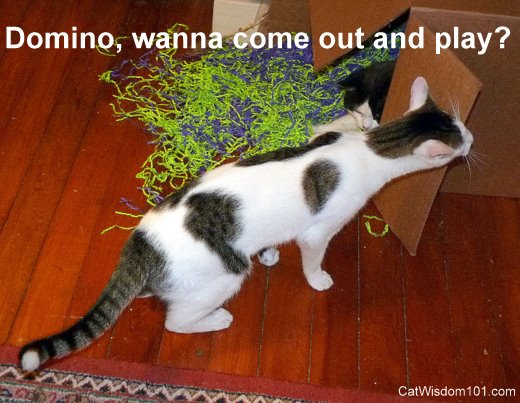 feral cat-playing-indoors-box-humor