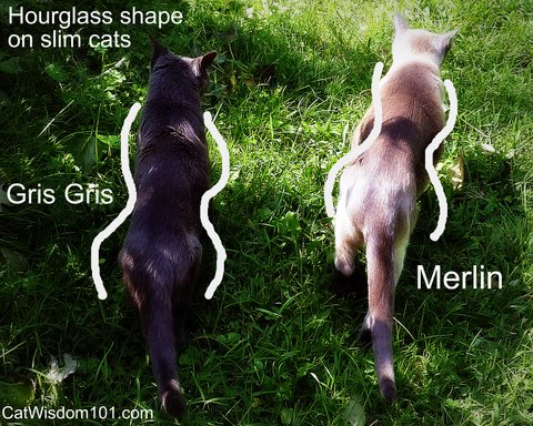 hourglass shape-slim cats- cat wisdom 101 