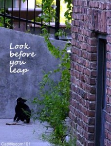 quote-look before you leap-cat-