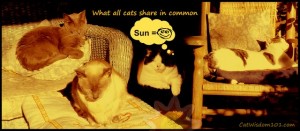 sunbathing-cats-happy- cat wisdom 101